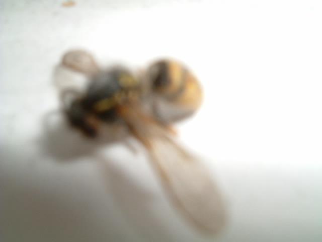 Bee02.JPG